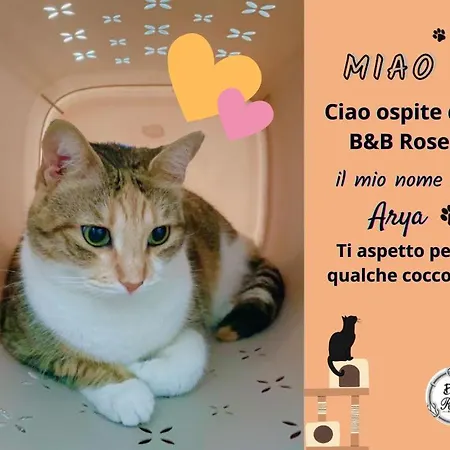 Rose فندق مبيت وإفطار
